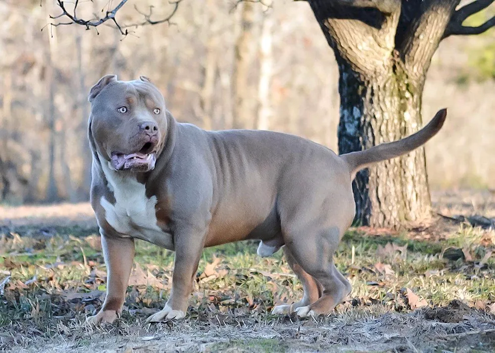 American Bullie dog breed