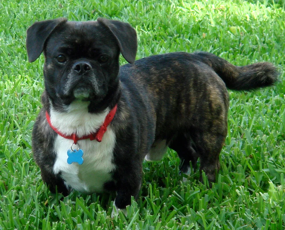 American bulldog métis