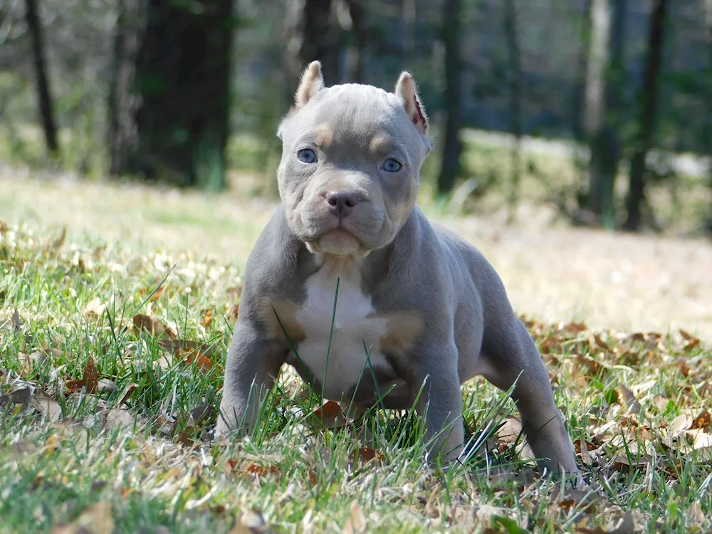 Staffordshire Bull Terrier blue