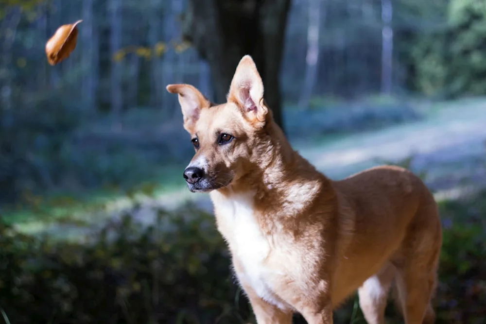 Dingo short-haired sheepdog