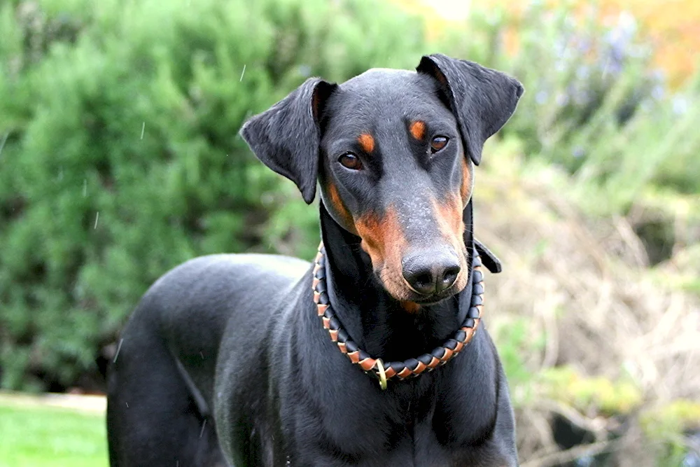 American Doberman uncooped