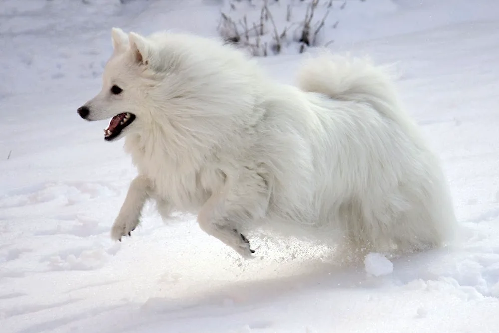 American Eskimo Spitz