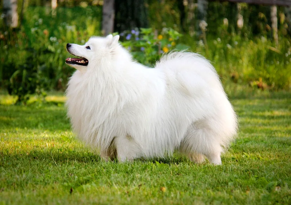 American Eskimo Spitz