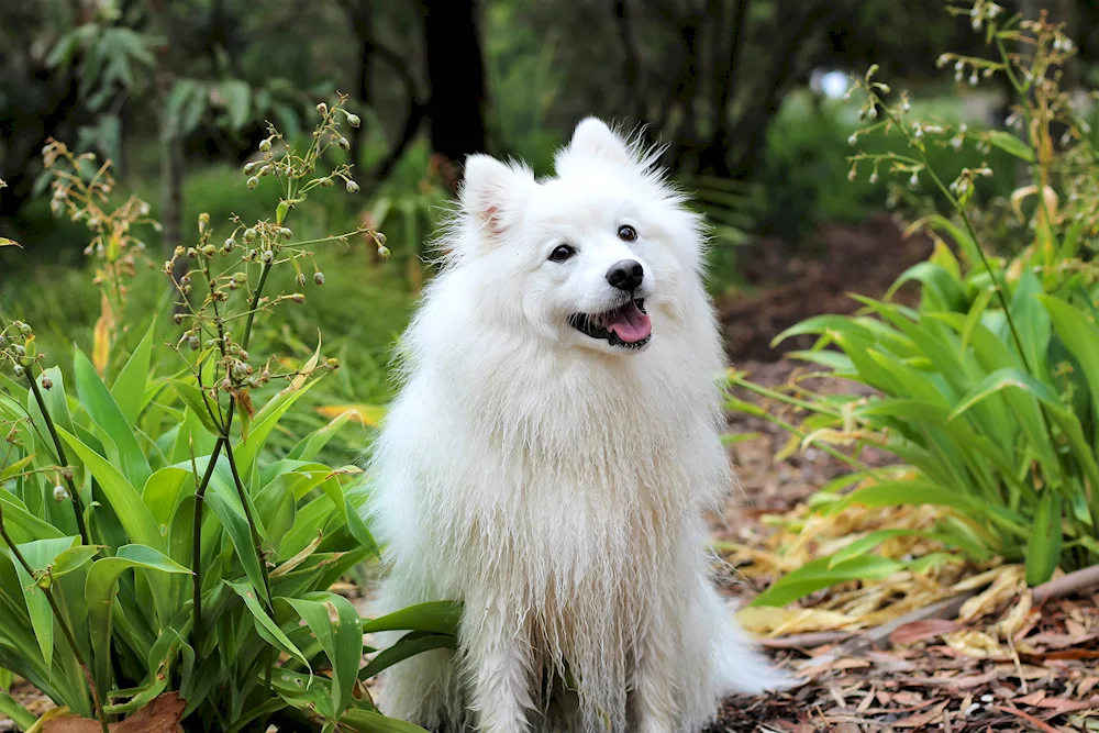 American Eskimo Spitz