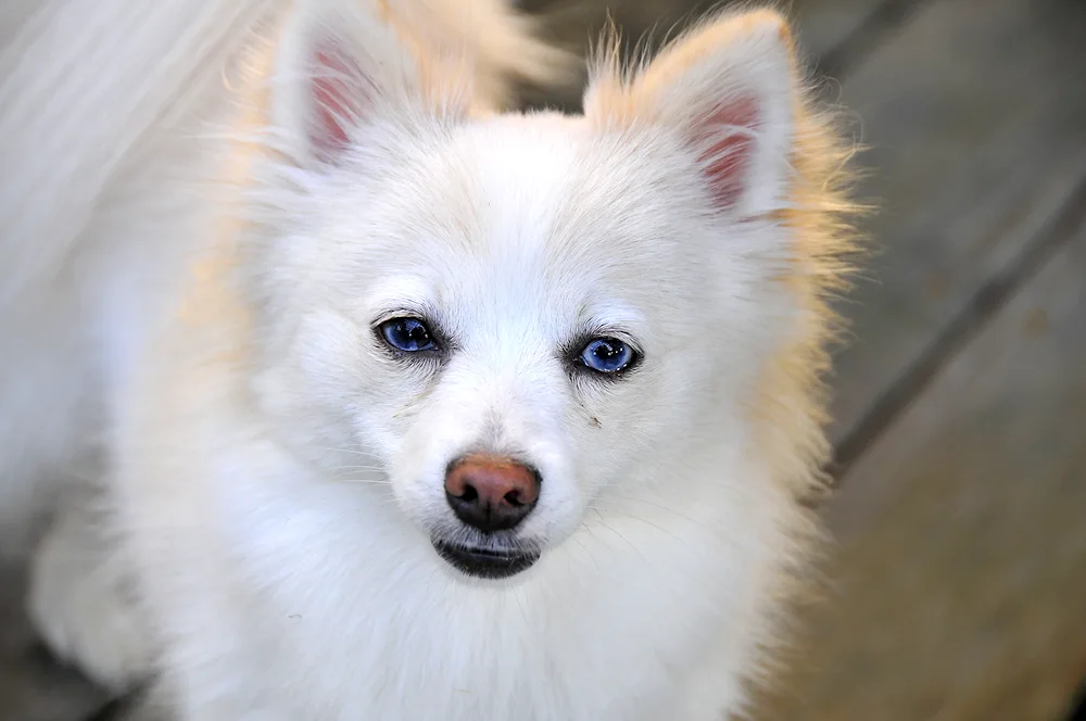 Japanese Spitz