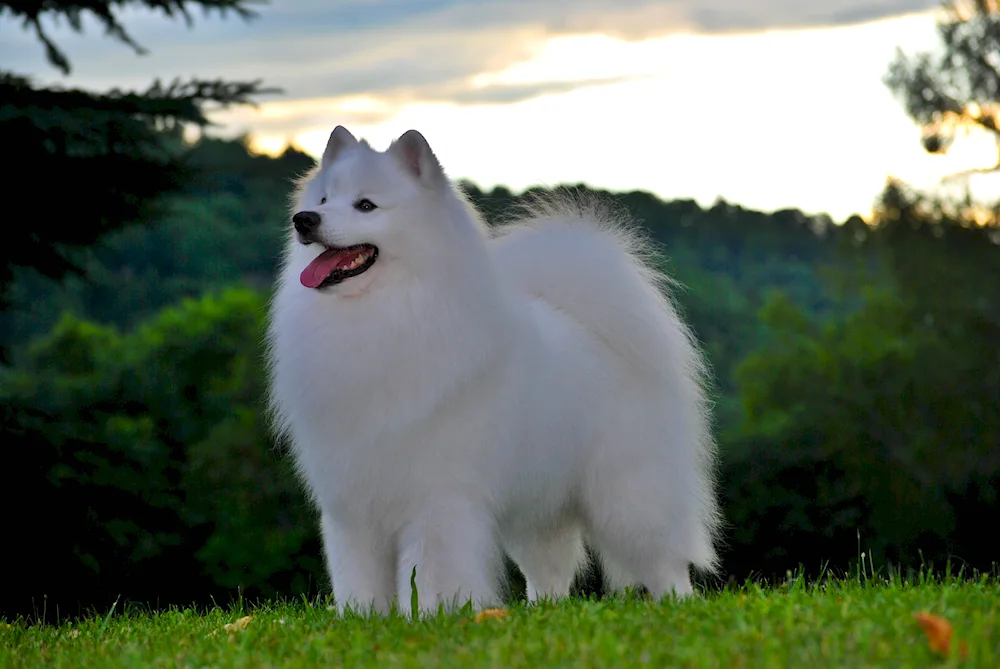 Siberian husky