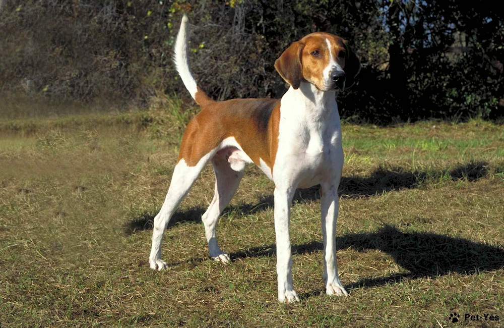 Foxhound terrier