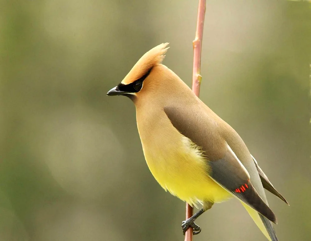 Crested whistler