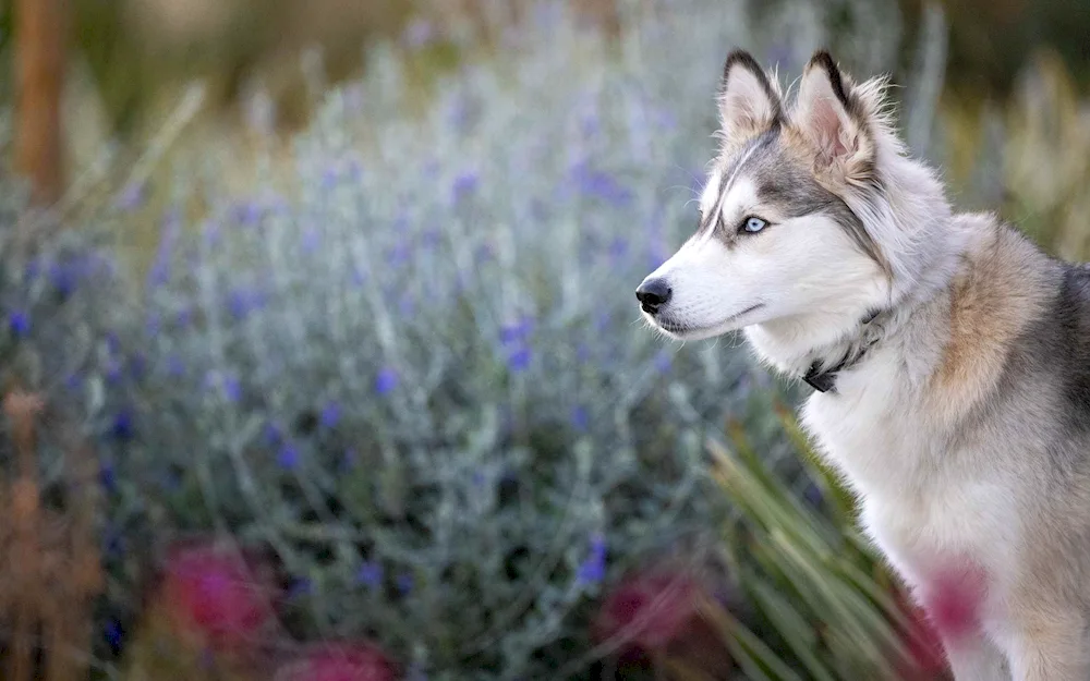 Métis husky and mongrels