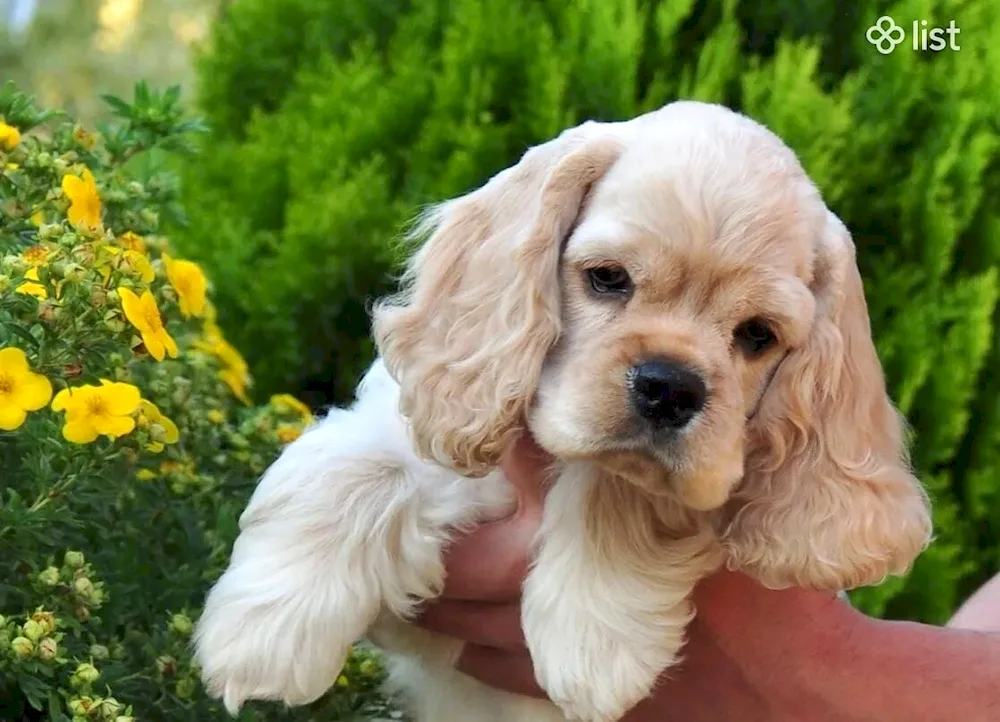 American Cocker spaniel