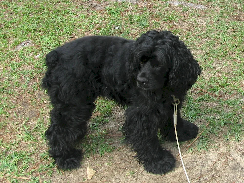 Black Poodle