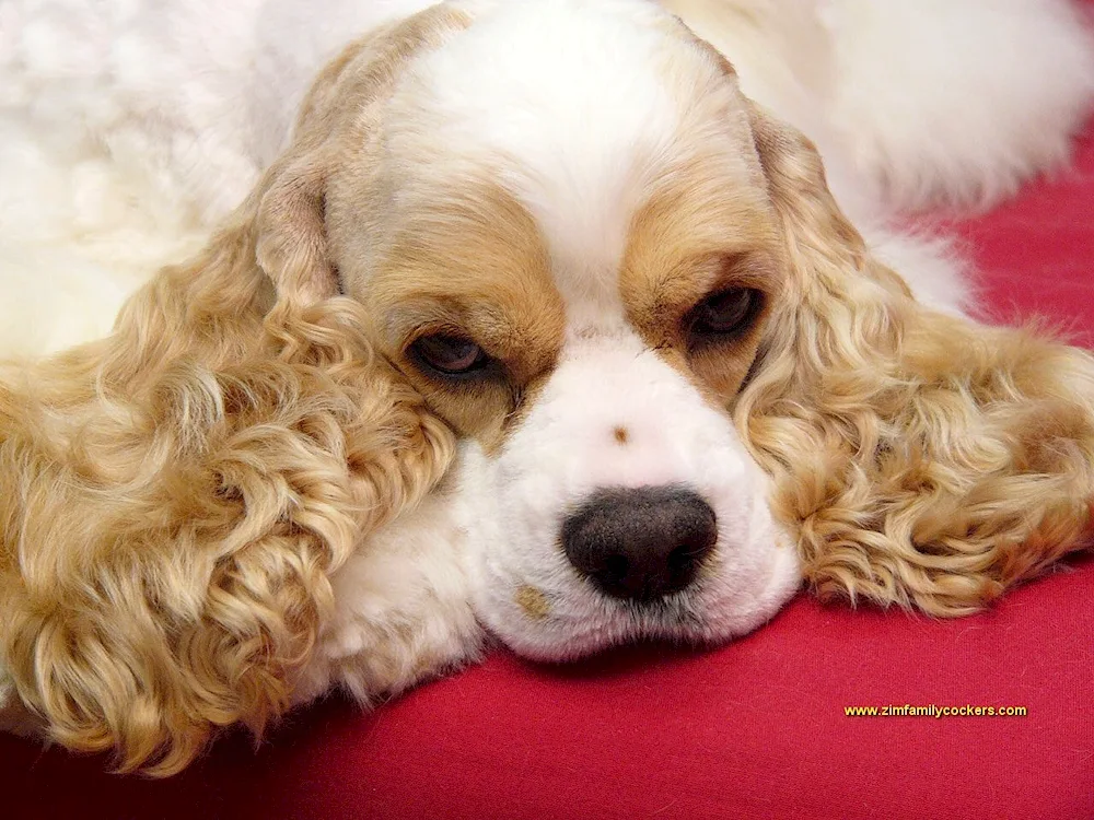 Anglo Cocker Spaniel