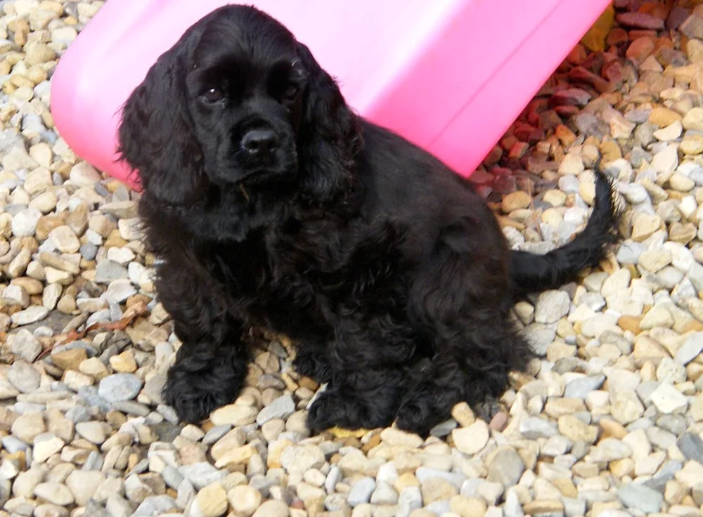 American cocker spaniel