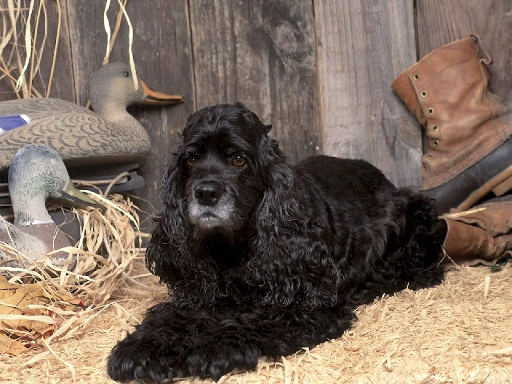 American cocker spaniel black