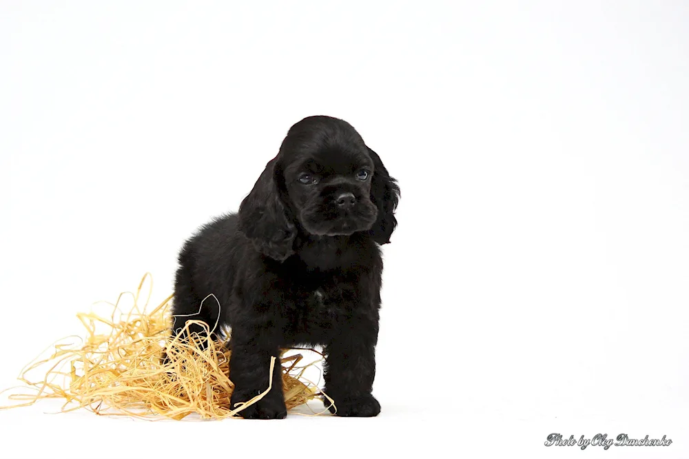 American Cocker spaniel