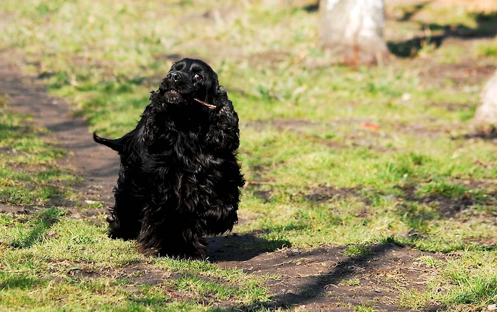 American Cocker spaniel