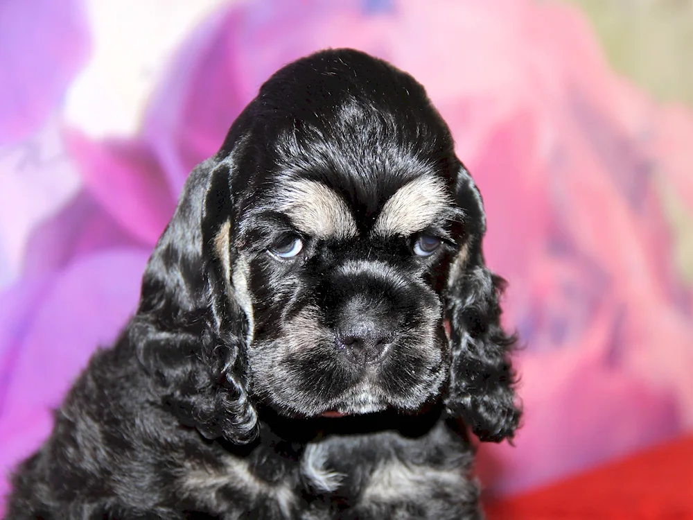 American Cocker spaniel