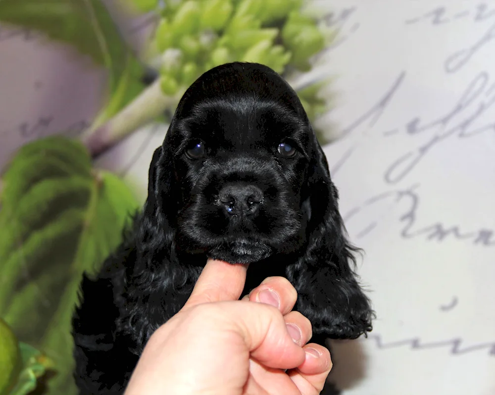 American cocker spaniel black