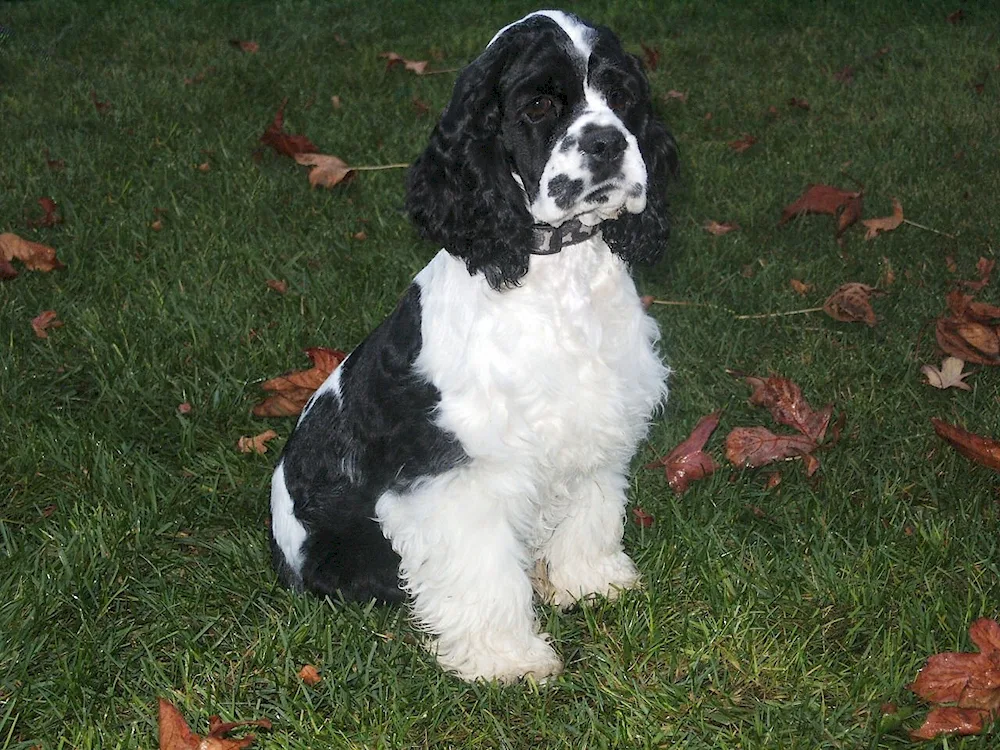 American Cocker spaniel black