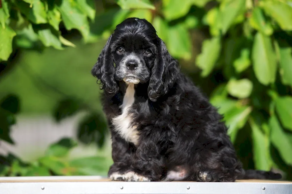 American cocker spaniel black