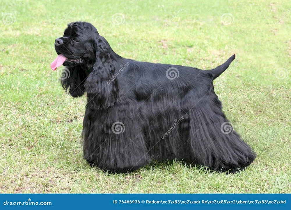 American Cocker spaniel black