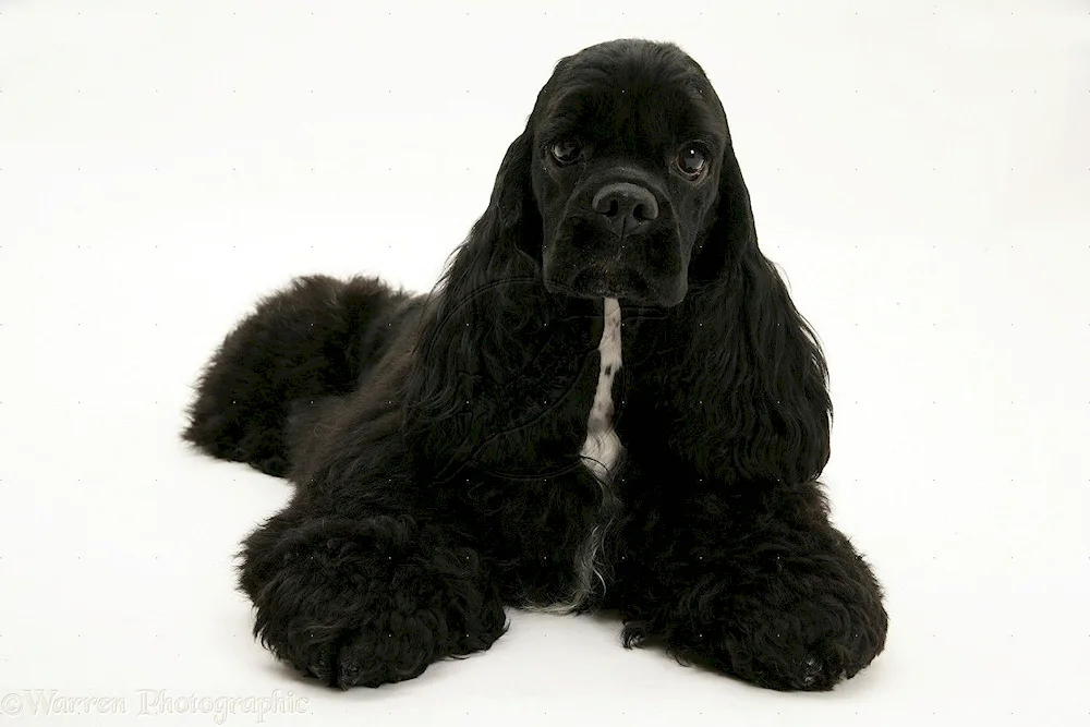 Cocker spaniel