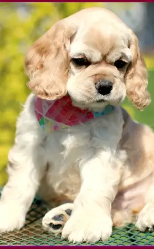 American cocker spaniel mini