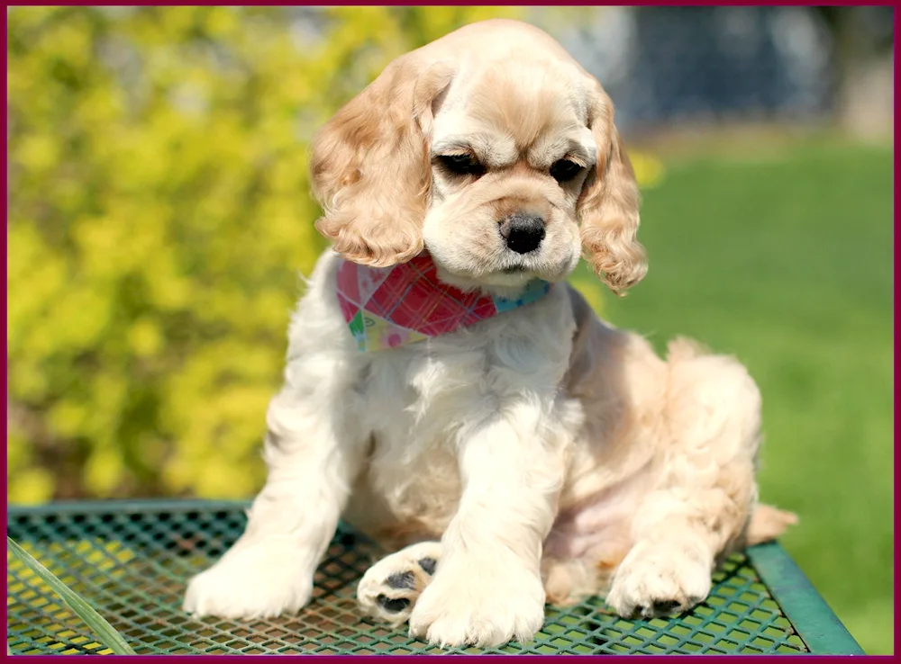 American cocker spaniel mini