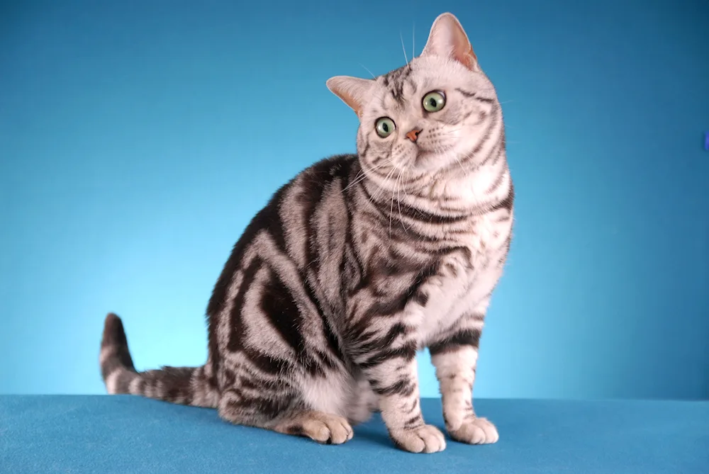 American Shorthair cat