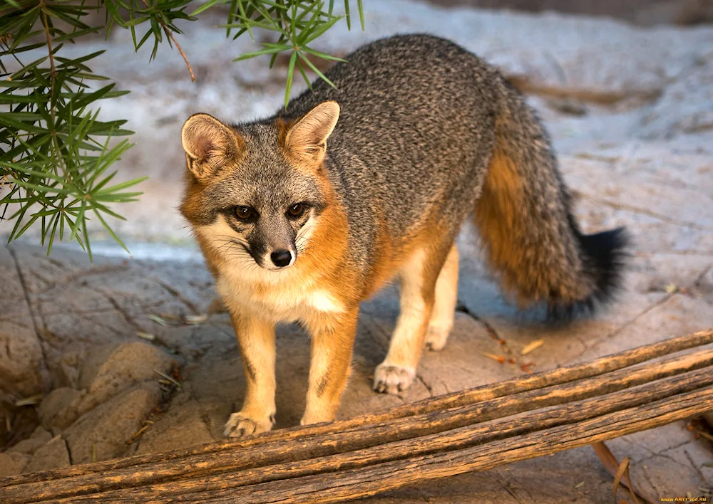 American Korsak fox