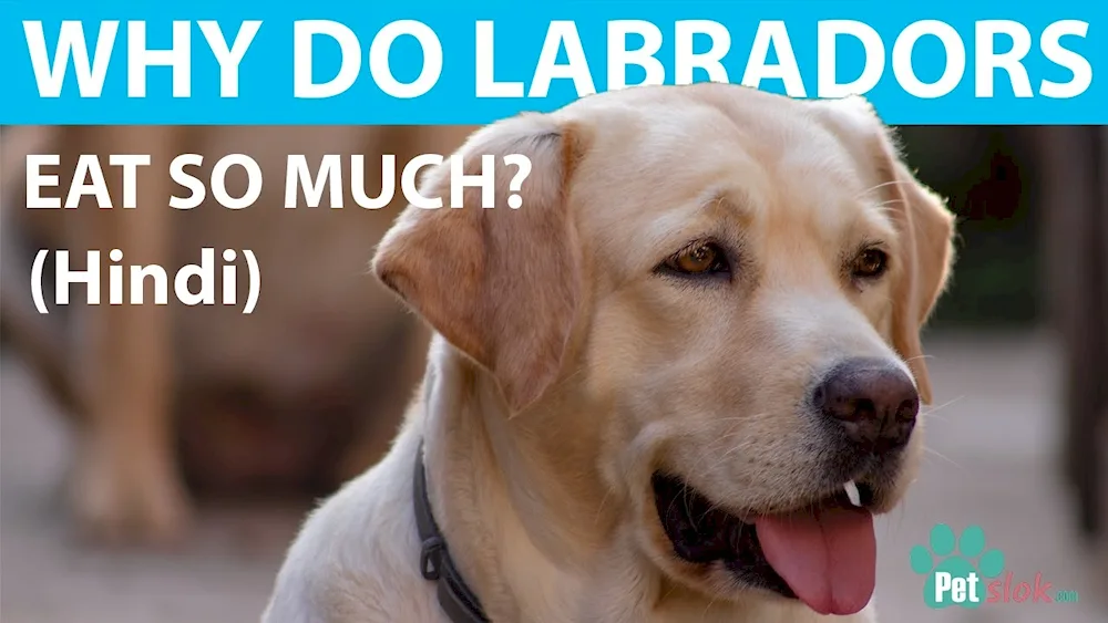 American Labrador retriever