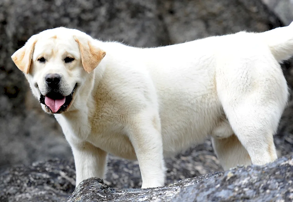 American Labrador retriever