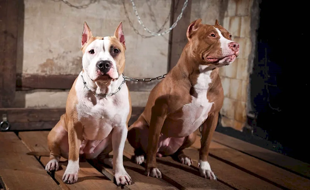 American pit bull breed