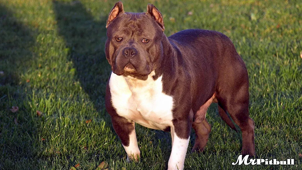 American Pit Bull Terrier