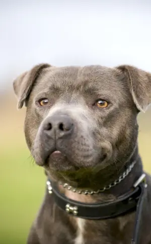 American Pit Bull uncut