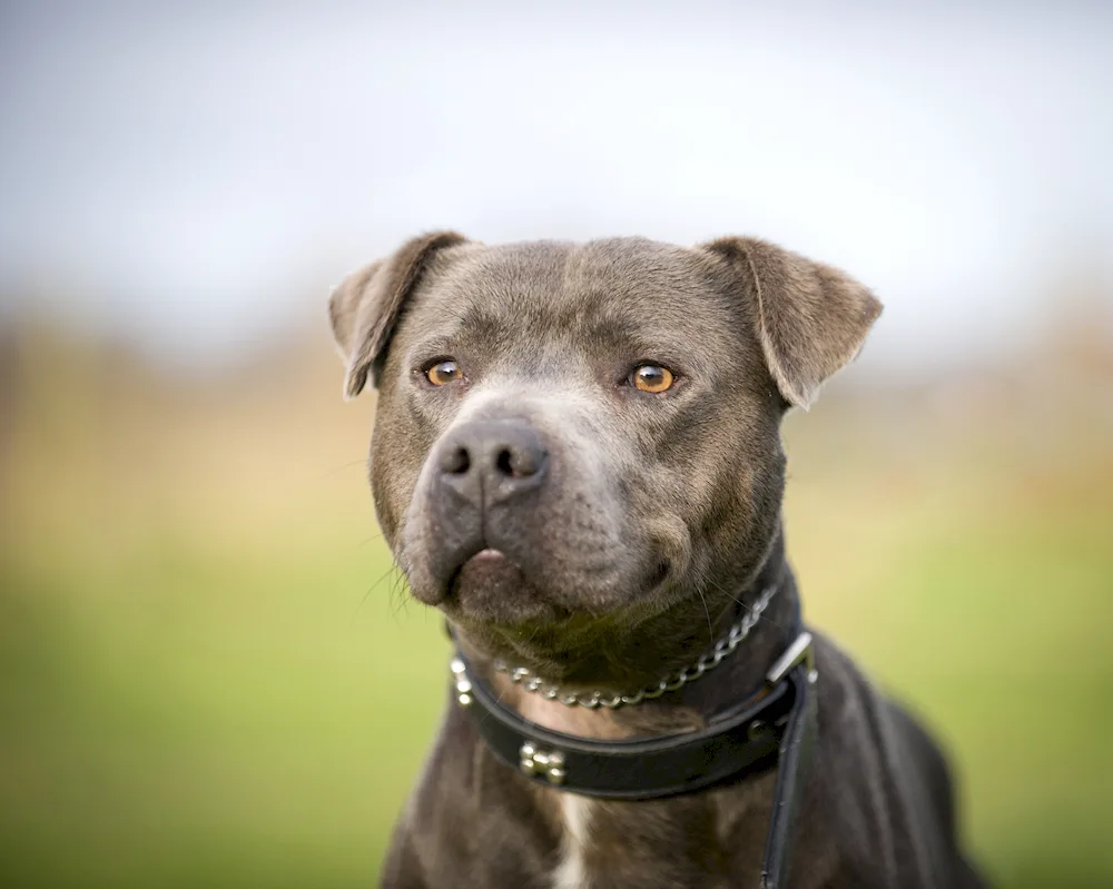 American Pit Bull uncut