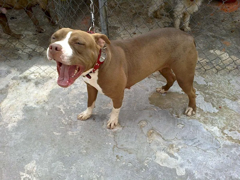 Pitbull rednose