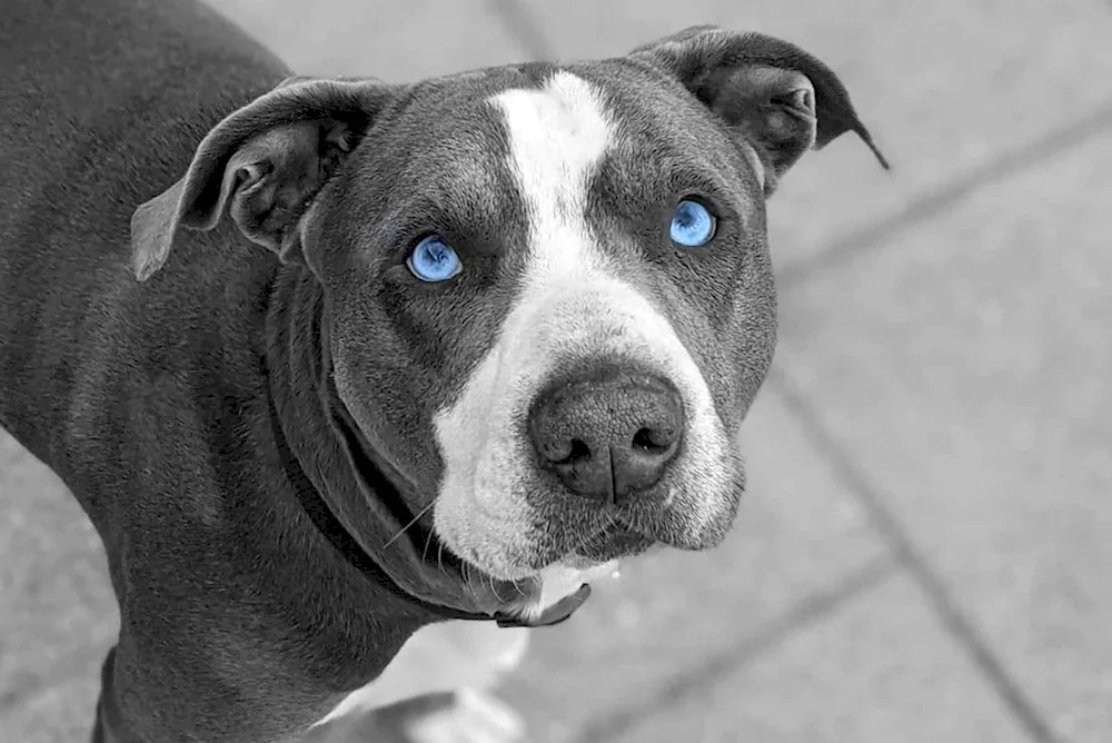 American Pit Bull grey