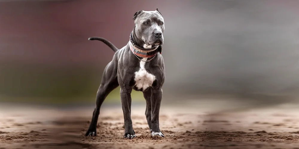 American pit bull grey