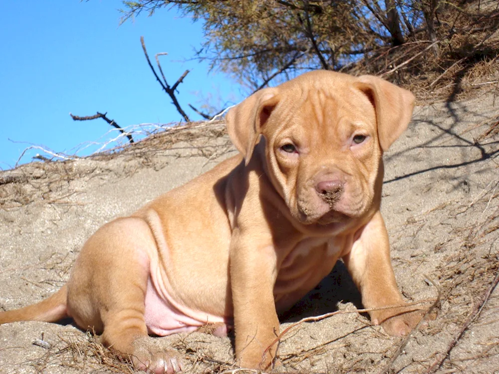 Staffordshire Terrier Blue