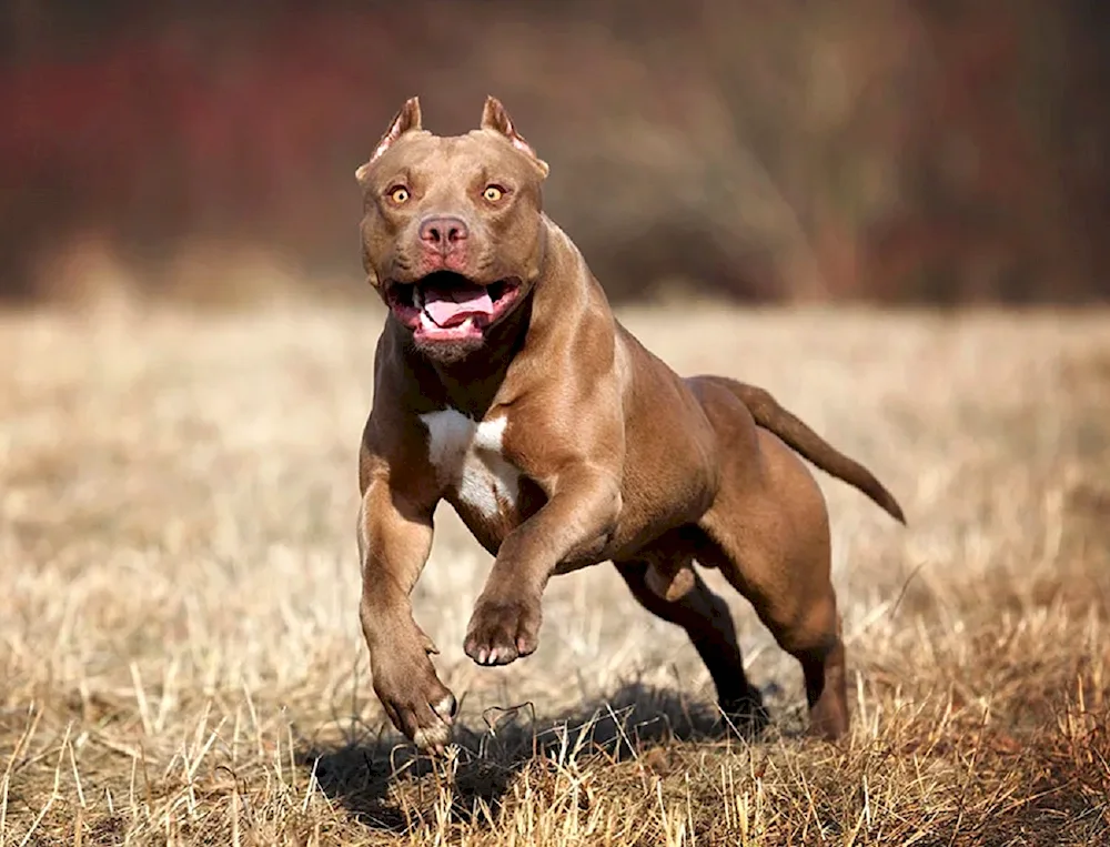 Argentine Staffordshire terrier