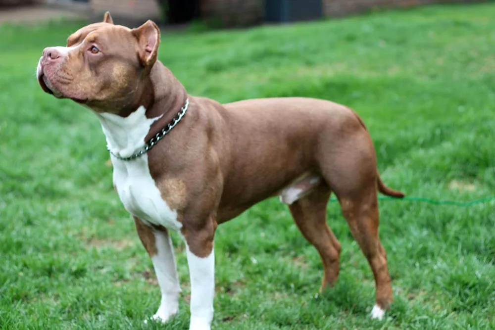 American Pit Bull Terrier