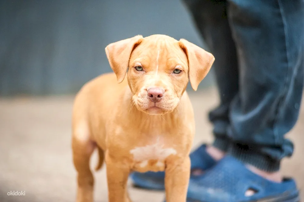 American Pit Bull Terrier