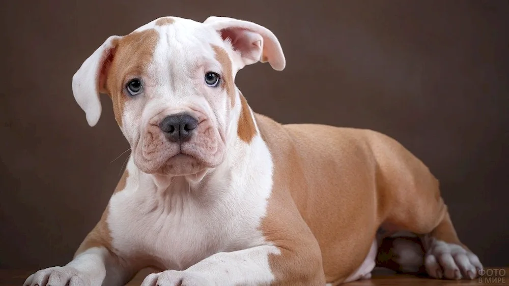 American pit bull terrier