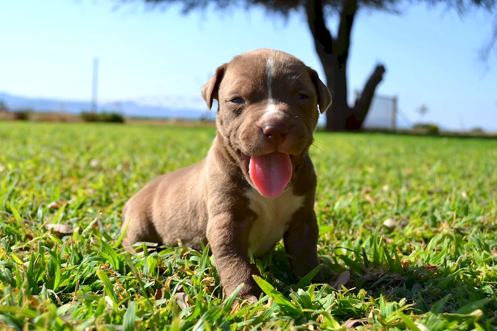 American pit bull terrier