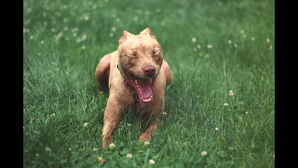 American Pit Bull Terrier