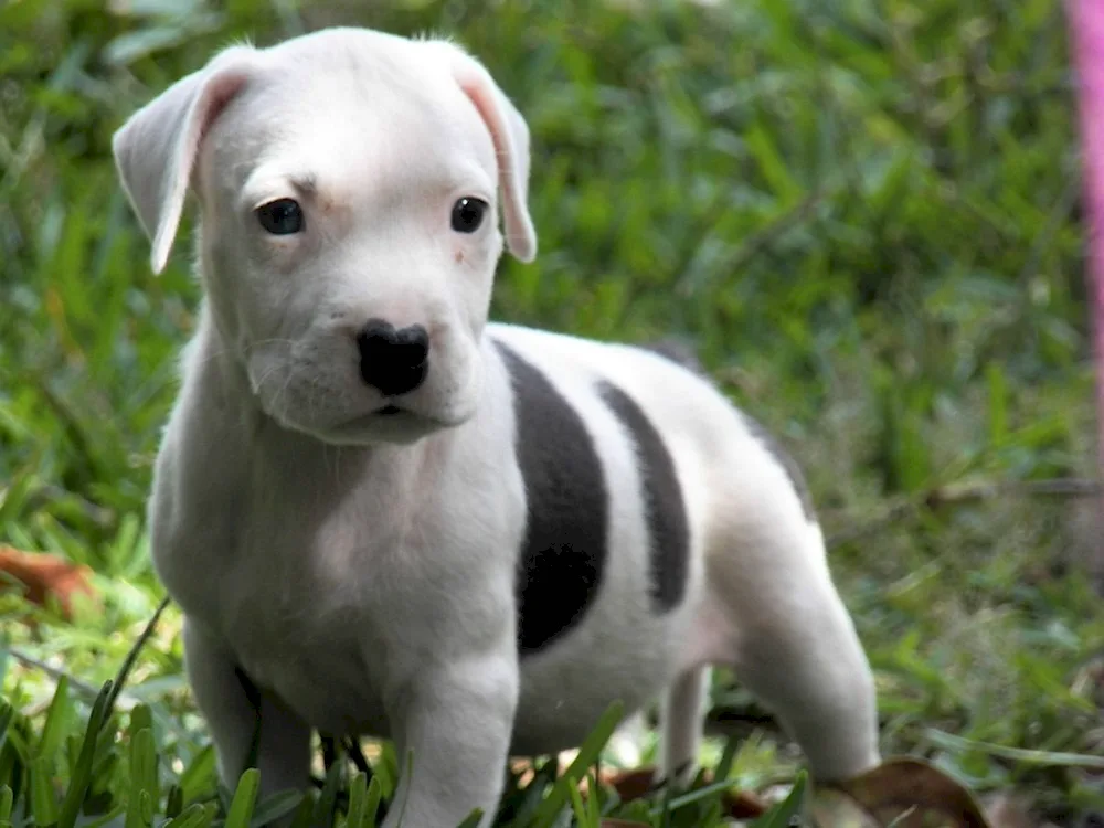 American Staffordshire Terrier tiger