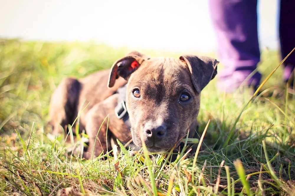 American Pit Bull Terrier