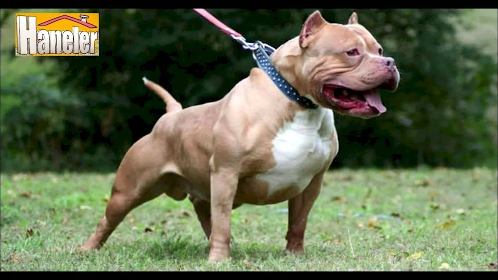 American pit bull terrier mean