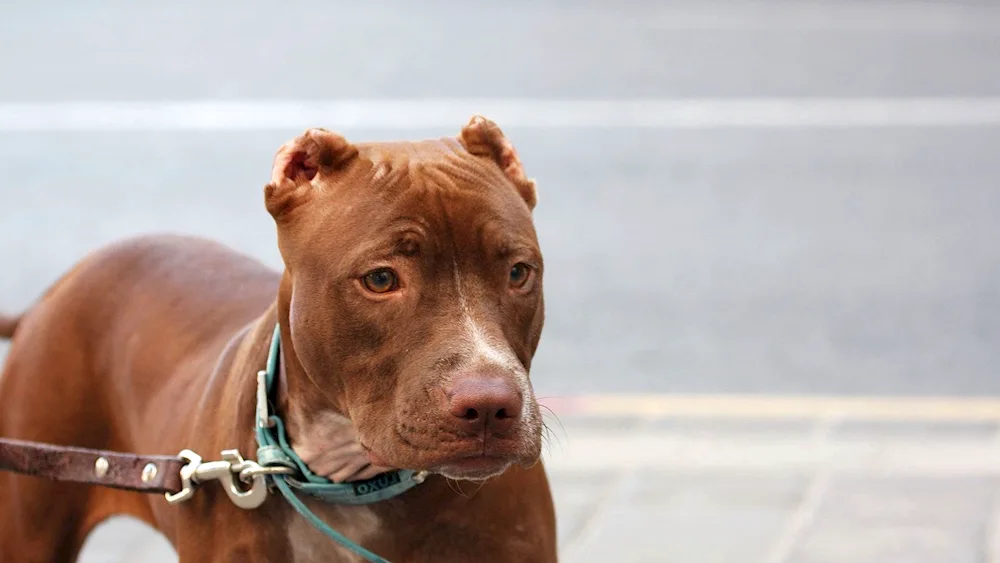 American pit bull terrier